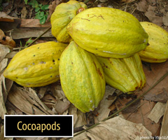 iOS App Development and Open Source